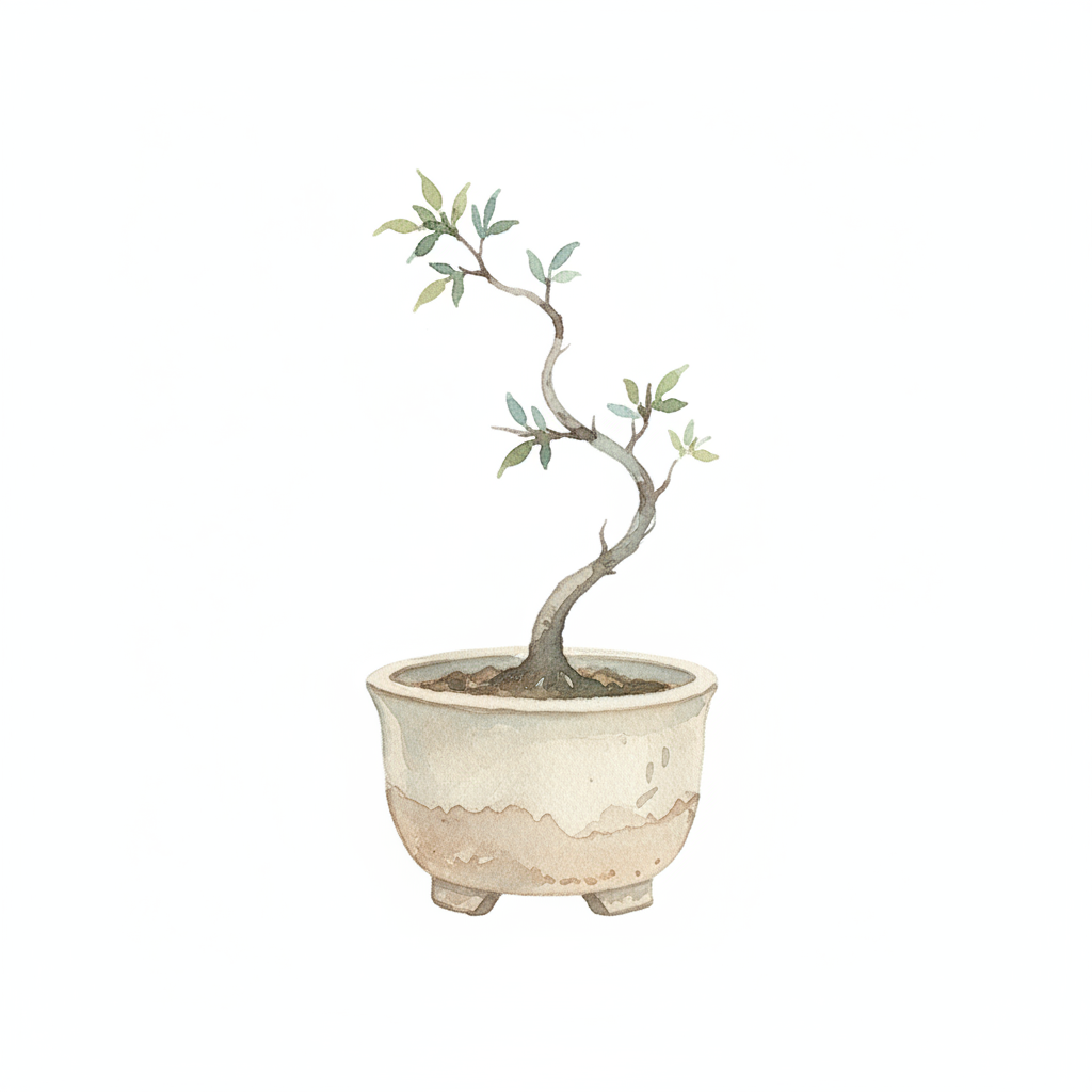 Bonsai Plant Stage